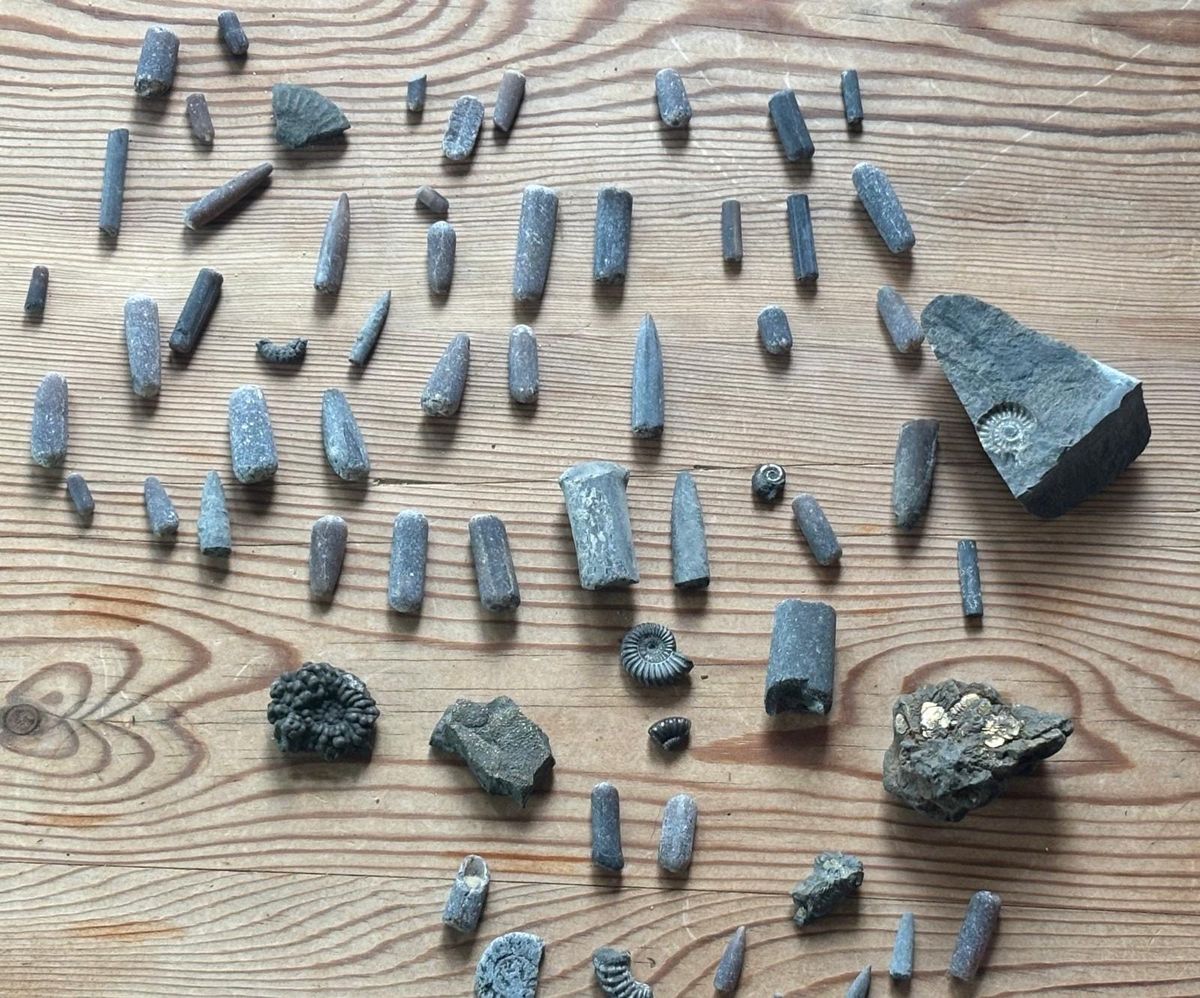 A day’s fossil finds laid out in rows on a wooden table: dozens of grey, bullet-shaped belemnites, several small ribbed ammonites, an ammonite print in a dark slab of rock and a lump of rock studded with golden fool’s gold